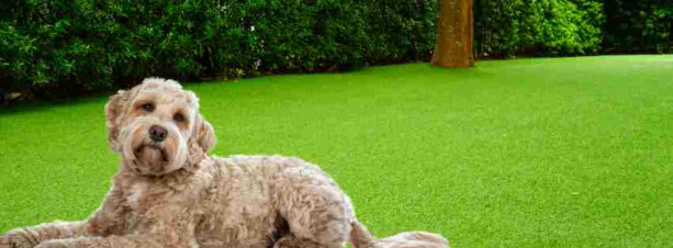 Dog-Friendly Lawns
